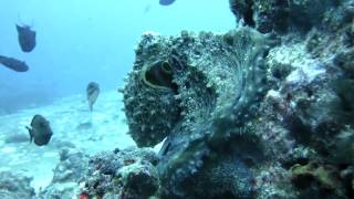 octopus2
