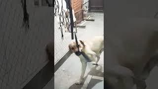 first #2023shots #first #funnylabrador #video