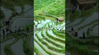 留恋往返云南贵州最美梯田  #梯田 #旅行 #热点