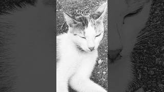 Fiftycat, cool Cat! #catshorts #catvideos  #fiftycat #coolcat #streetcat #gangstacat #cats #cat