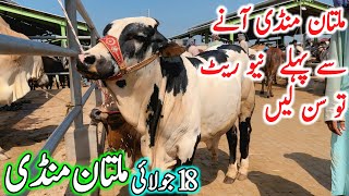 Multan Cow Mandi Fresh Latest Update Video 18 July | Cholistani Sahiwal Bachre | Multan Mandi 2025