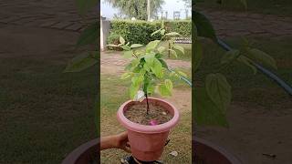 white flower Bougainville #plants #groth #bougainvillea #update #video