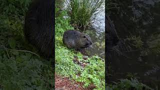 Nutria rodent, this is the first time I have ever heard of or seen one of these creatures. #oregon