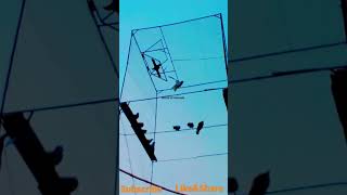 🕊🕊 #worldofanimals #subscribe #shorts #viral #trending #viralshorts