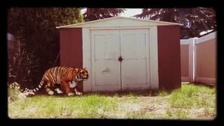 Welcome to the channel: Creatures FX Tiger