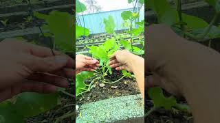 Trying to tie a cucumber plant #villagelife #farming #roomtogrow #gardening #lifeisbutadream #garden