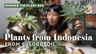 Unboxing Imported Plants from Indonesia (Chlorosoil) |  Q&A Rare Plant Haul 2021