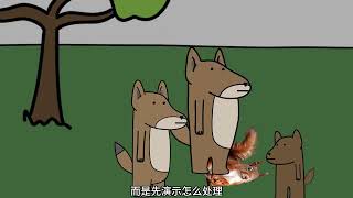 如果你是一只郊狼，你的生活会是什么样的？ #郊狼 #动物科普 #动物世界