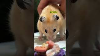 閃電與笨熊的兩週年生日蛋糕（下） #黃金鼠 #pets #沙鼠 #寵物