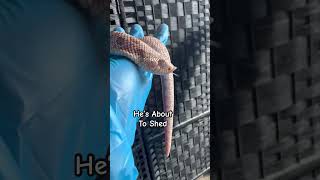 😱 What’s Wrong?! #hognose #inblue #snake 🐍 #snakemorph #hoggie #snakelover #venomous #coolsnake🫶