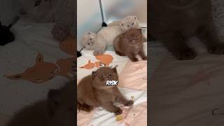 The Truth About Munchkin Cats 😳