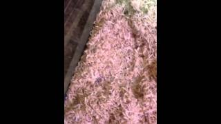 The deaths of snakes from aspen snake bedding???