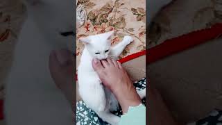 cute kitten#FunnyCats #CuteKittens #ChonkyCat #CatFails #ViralCat #meow#shorts