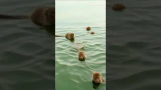 #monkey #animals #comedy #monkeysounds #funny #wildliferescue #cute