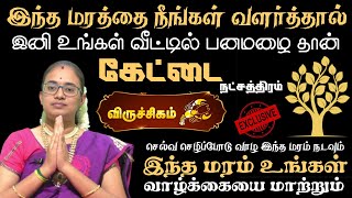 கேட்டை நட்சத்திரத்தின் வாழ்வை மாற்றும்  மரம் | The life of the star Kettai is like a tree.