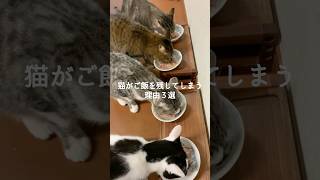 3 reasons why cats leave their food behind #cat #neko #life with cats #life with cats #rescued ca...