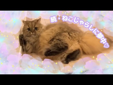 【ヒートアップ！！】続・ねこじゃらしのとりこ♡な太郎ちゃん♡