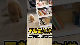 #文案 #现实生活中的名言 #情感 #心灵感悟 #人生感悟 #好文 #感情 #人間心理 #正能量 #甜廚花姐姐
