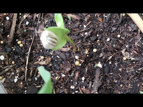 quarantine gardening