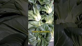 秋季定要种点黑叶矮脚苏州青！ 它株型紧凑，不用占太多空间，阳台、菜园都能种，很适合家庭种植！#种植小技巧 #种菜 #苏州青 #青菜种植 #种菜小技巧