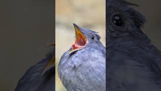 Most dangerous bird in the world voice #facts #shorts #yrending #nsmns