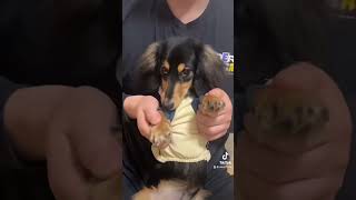 糸まきまき #cute #dog #ダックス #可愛い #わんこ #short#ミニチュアダックス