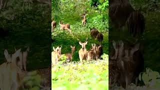 Jungliy hirn #junglelife trending #animals