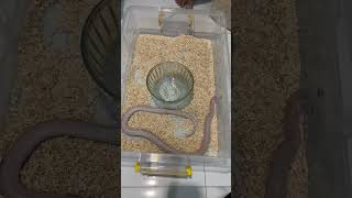Florida King Snake #snake #indonesia #cornsnake #colubrid #reptiles #colubridae #pets #shorts
