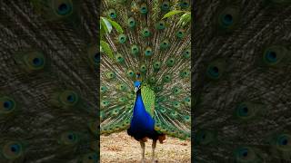 Peacock Calling and Dancing Display | Majestic Courtship Rituals in 4K"