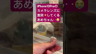 あめちゃんは5兄弟　　#イエアメガエル #お風呂　#休憩中　#ペット  #お世話