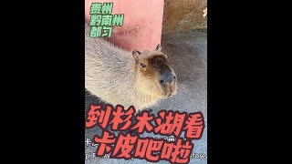 在城市周边休闲度假宝地，贵州黔南州都匀，杉木河。 亲子游情侣游这地方蛮适合，有景有体验还有小动物！#杉木湖畔露营 #来贵州怎么能不去都匀呢 #杉木湖 #国庆假期被安排明白了 #国庆亲子游