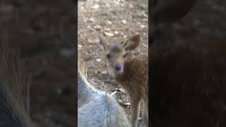 Unlikely Friends! Nilgai & Baby Chital Deer Bonding #wildlife