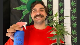 Colloidal Silver to Feminize Pollen / Make Your Own Feminized Cannabis Seeds