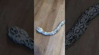 You Need This Remote Control Snake!