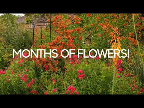 18 long flowering plants that bloom from summer to the first frosts...