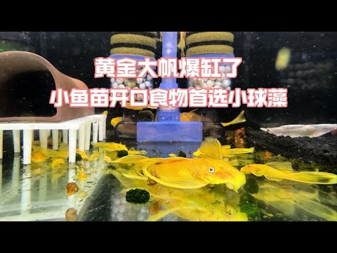 玩大了，本想显摆一下鱼卵，怎料公鱼生气了#黄金大胡子鱼