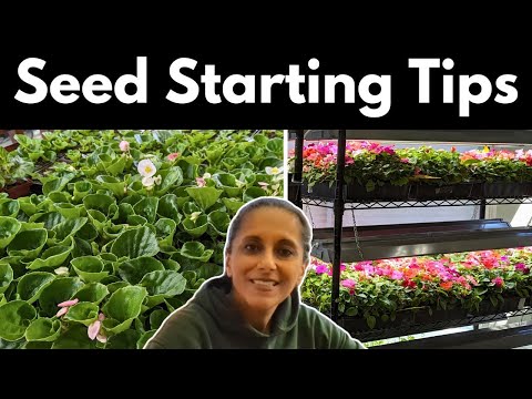 Seed Starting 101 Tips | Mistakes To Avoid || Budget Gardening