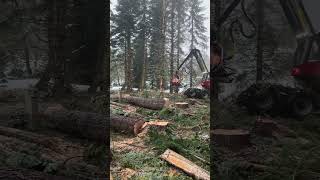 Forestry life.