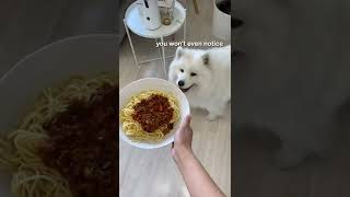 Just a smol bite pweez #mayapolarbear | MAYA THE SAMOYED #instagramdogs #dogslover #shorts