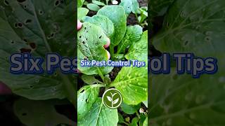 Six pest Control Tips for planting your garden #shortvideo #garden #youtubeshorts #tips #viralvideo