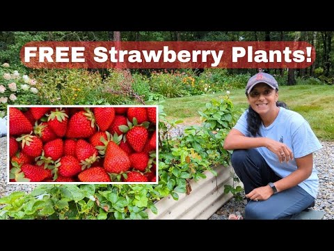 Get Free Strawberry Plants From Runners