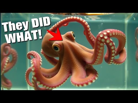 Top 4 Animals Who Mastered the Great Escape