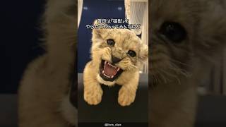 【デカい猫】ライオンの可愛さがわかる1分解説