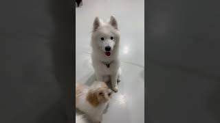 #samoyed #puppy #samoyedpuppy  #dogpark   #dogtraining #mhdogtraining犬隻訓練  #幼犬 @MHDogTraining