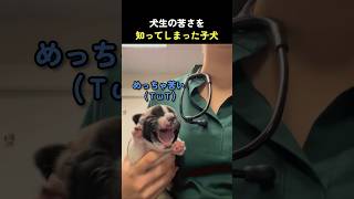 犬生の苦さを知ってしまった子犬