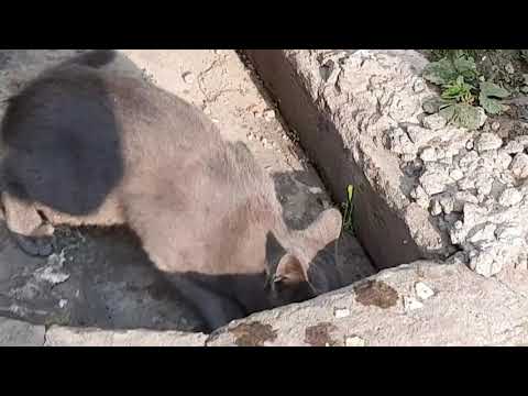 cat does not want to talk