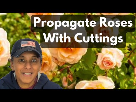 Propagate Roses From Cuttings | Winter Hardwood Cuttings || Budget Gardening