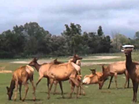 Deer