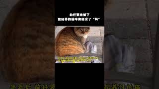 前任要结婚了，曾经养的猫咪彻底没了“妈” #pets #cat #love #cute #animals