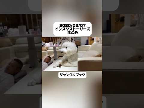 【過去のストーリーより】#愛犬#犬のいる暮らし #映画#ディズニー